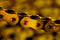 Renthal R1 420-130L Works Chain