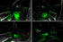 ORACLE Lighting Complete Interior Ambient Lighting ColorSHIFT RGB Conversion Kit for 19-22 RAM 4235-333